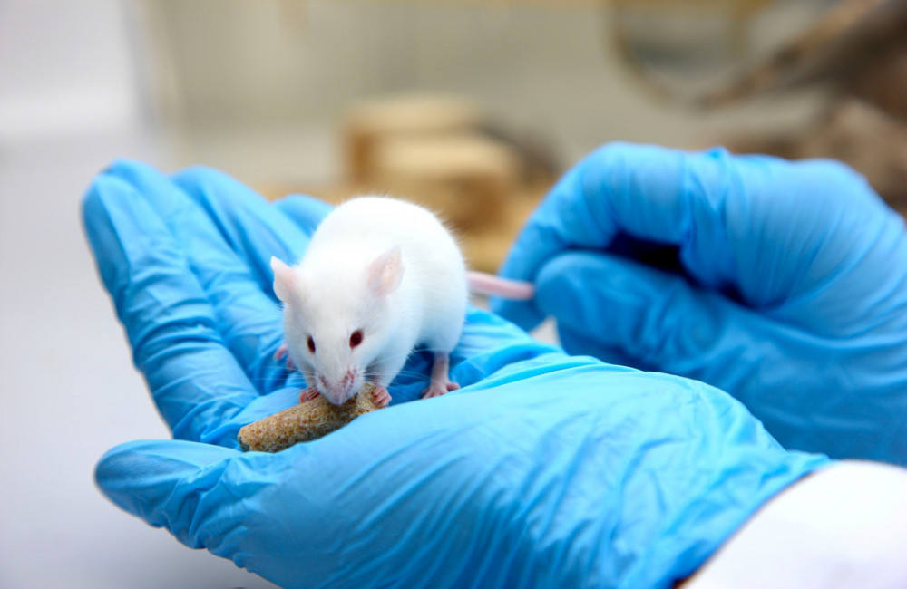 Scientists build tiny VR goggles for mice